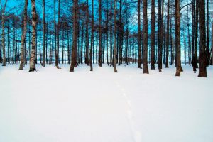 雪原