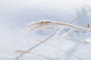 雪の降る朝